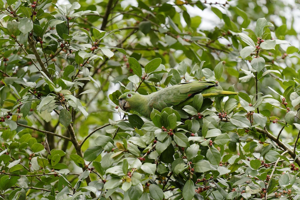 Mealy Amazon - Holger Teichmann