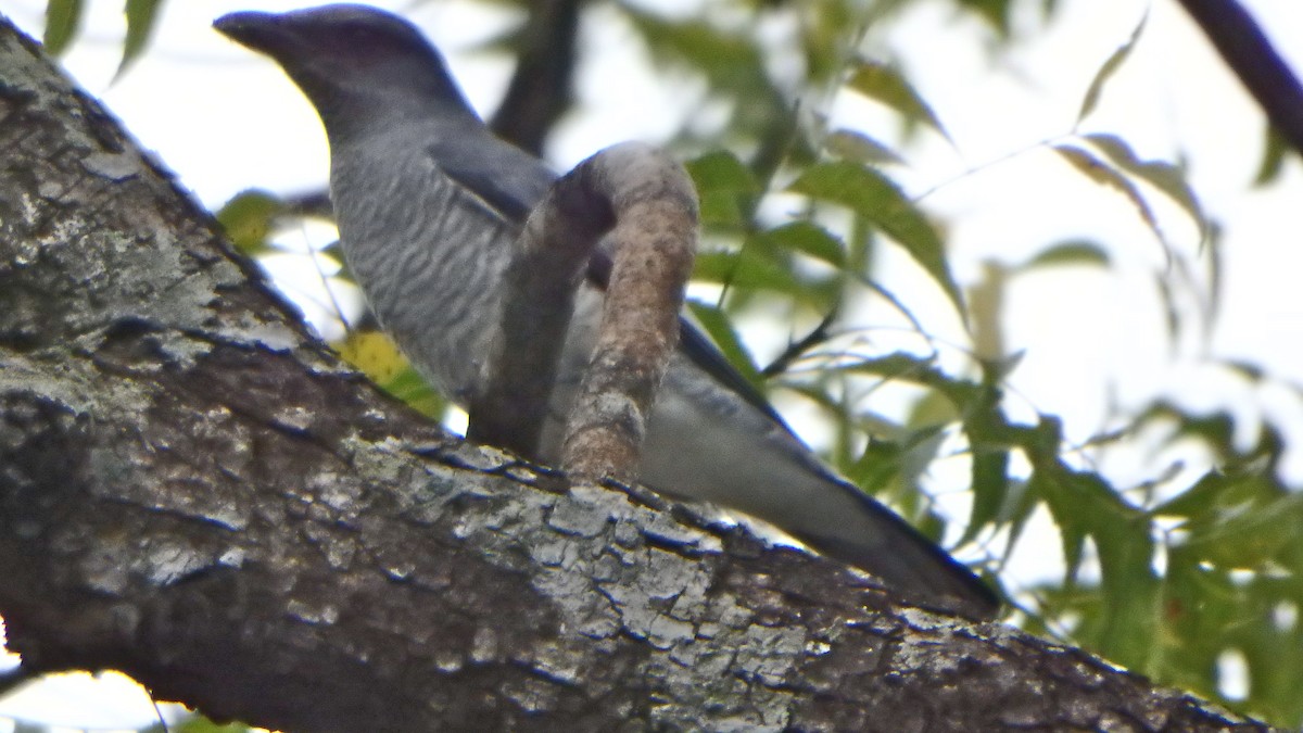 Large Cuckooshrike - ML43251511