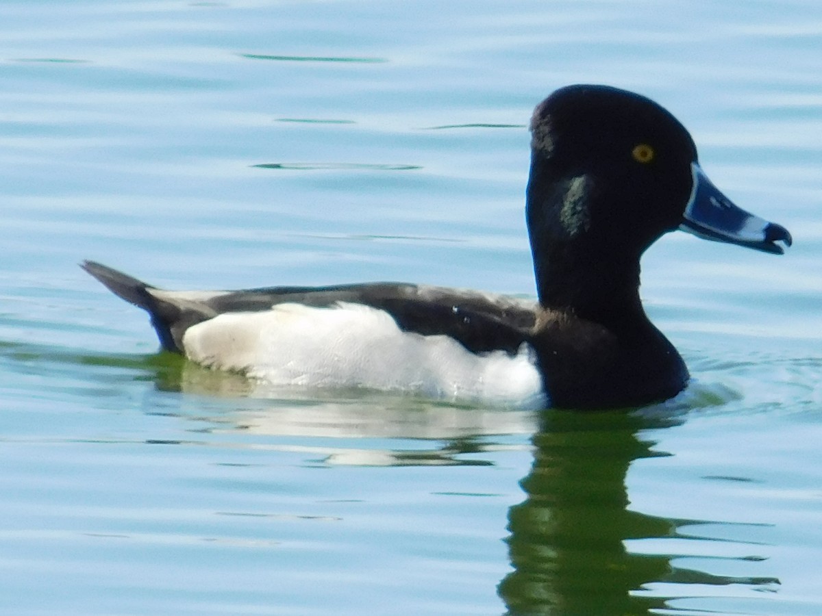 Ring-necked Duck - ML43251571