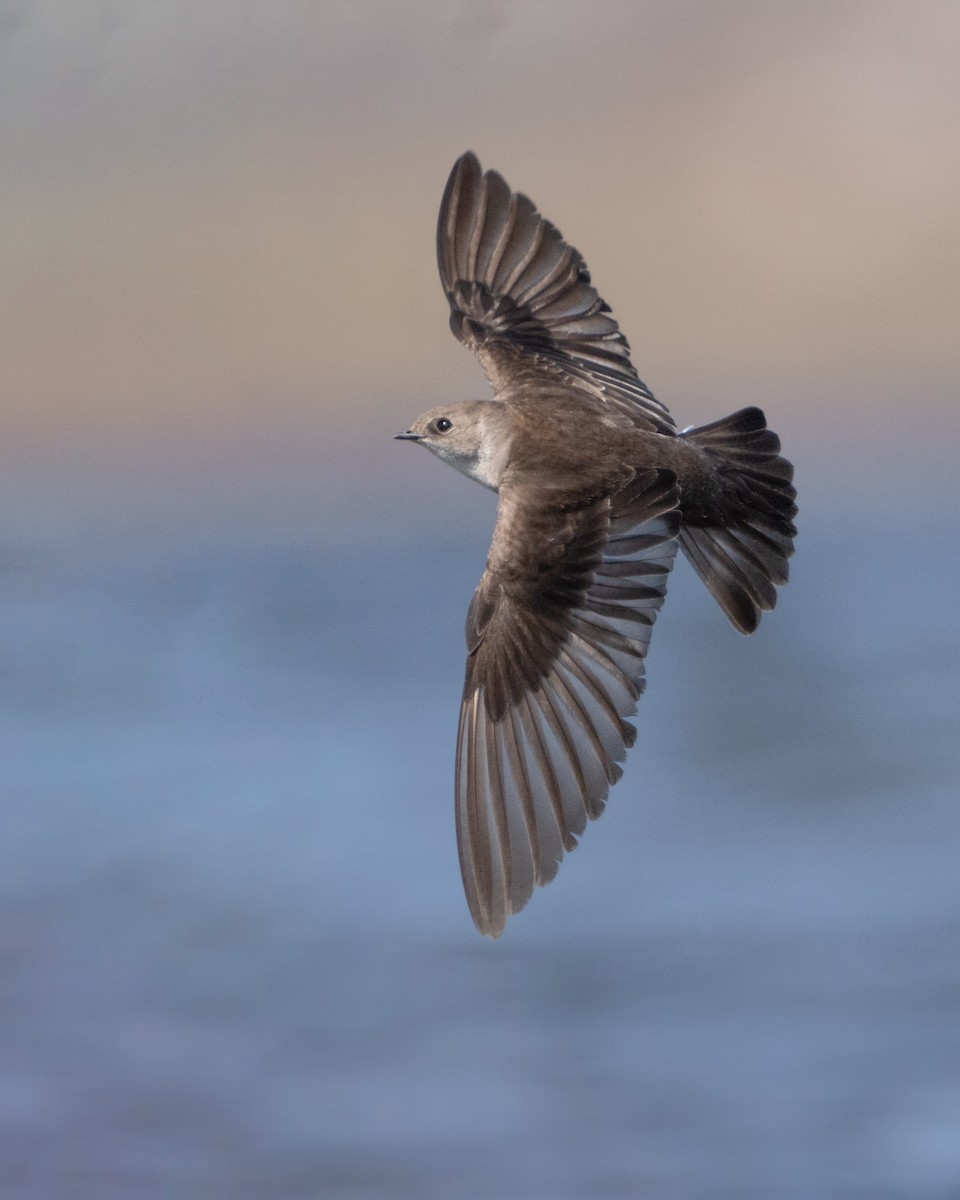 Northern Rough-winged Swallow - ML432516981