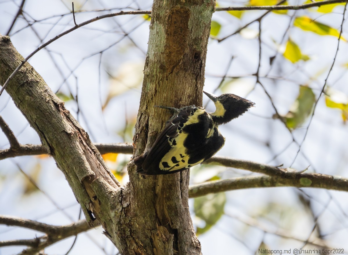 Heart-spotted Woodpecker - ML432517301