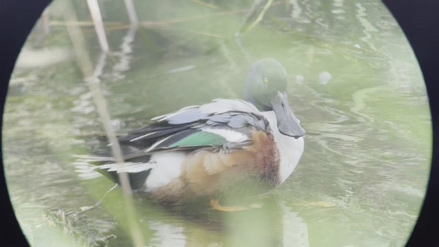 Northern Shoveler - ML432518141