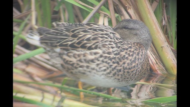 Gadwall - ML432519051