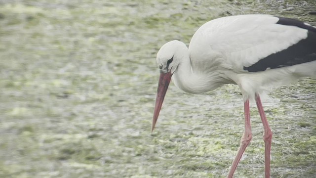 White Stork - ML432519961