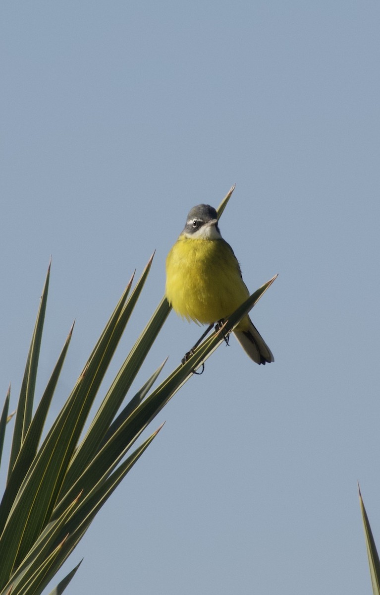 Larre-buztanikara (iberiae) - ML432520371