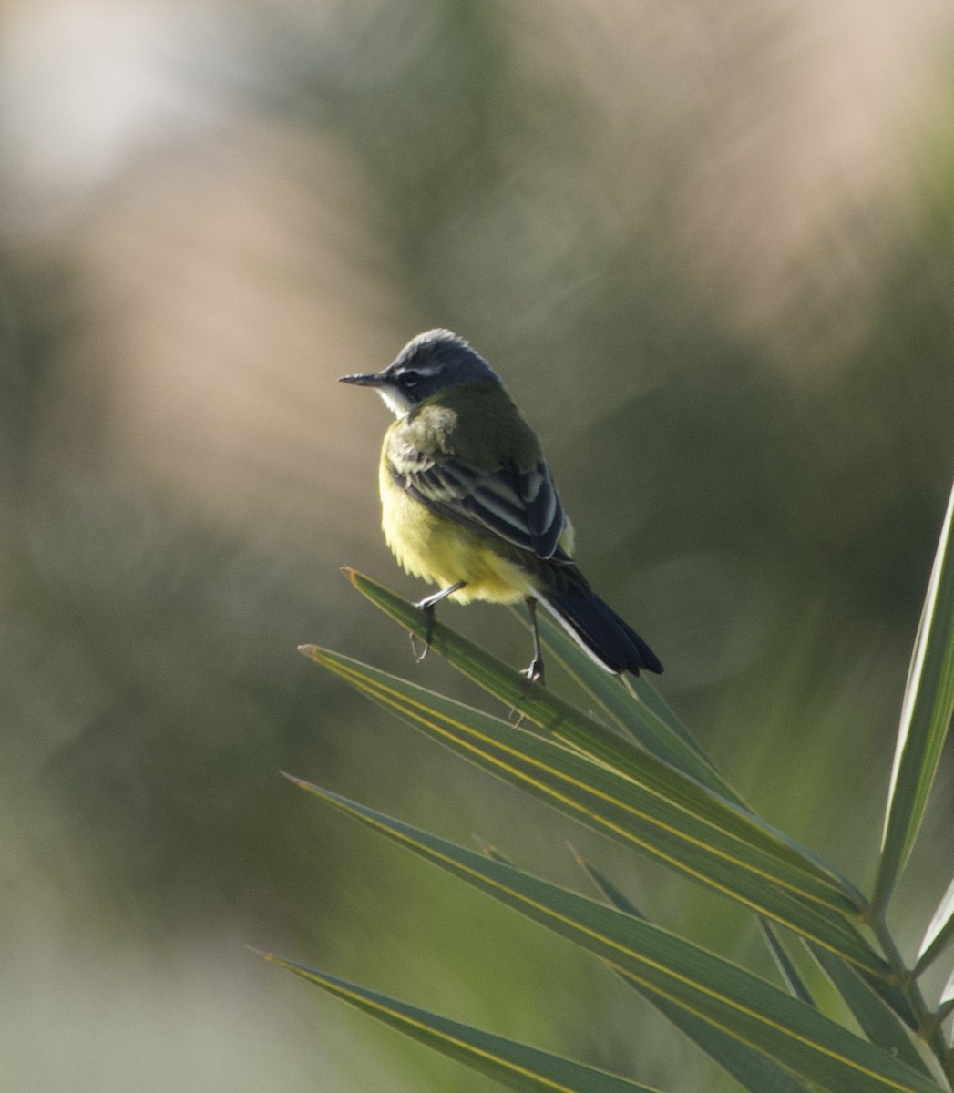 Larre-buztanikara (iberiae) - ML432520381