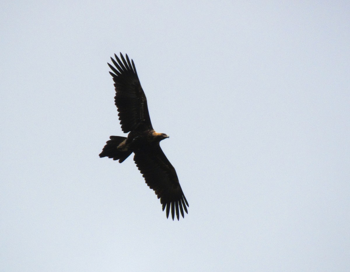 Wedge-tailed Eagle - Kent Warner
