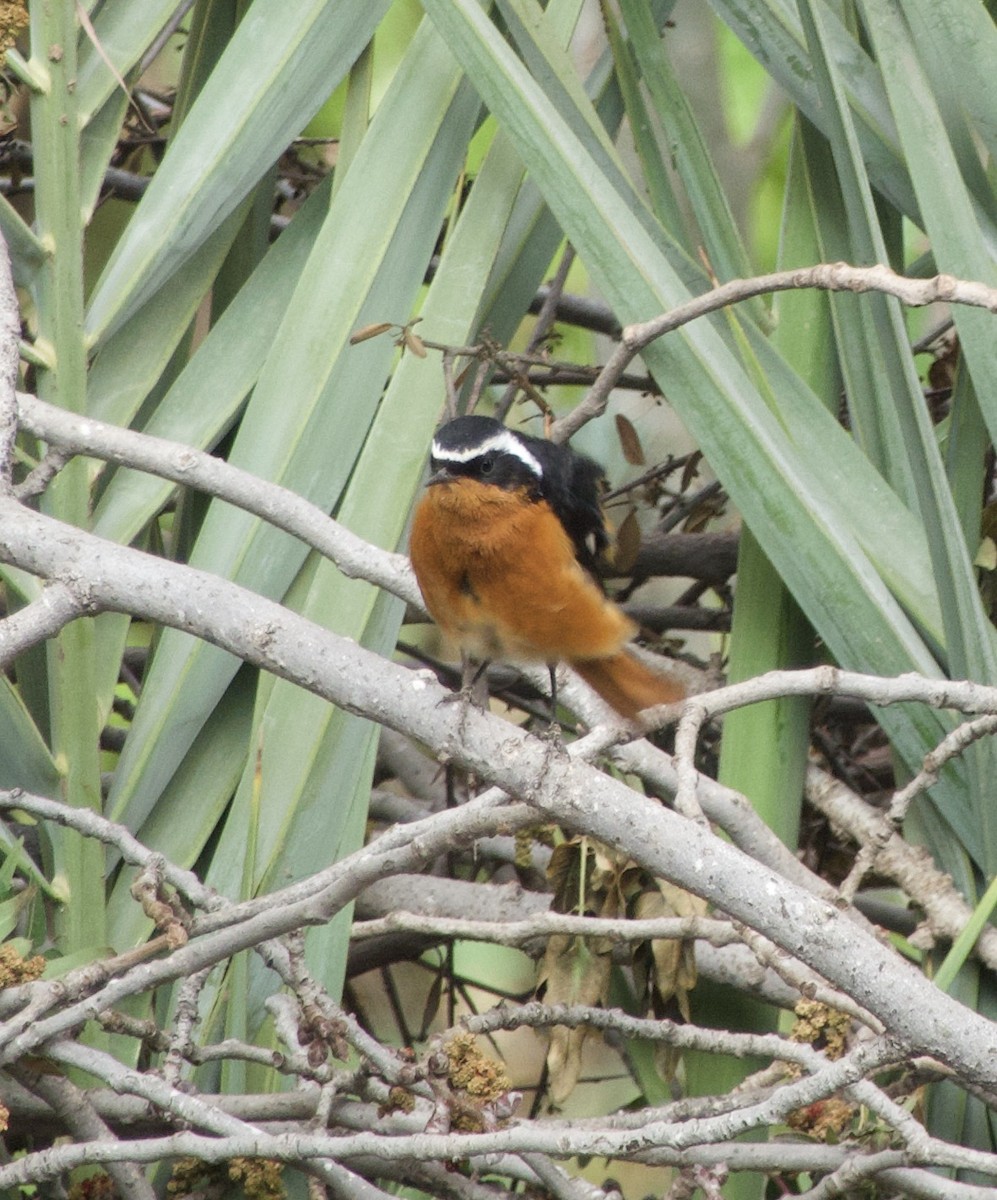 Moussier's Redstart - ML432520521