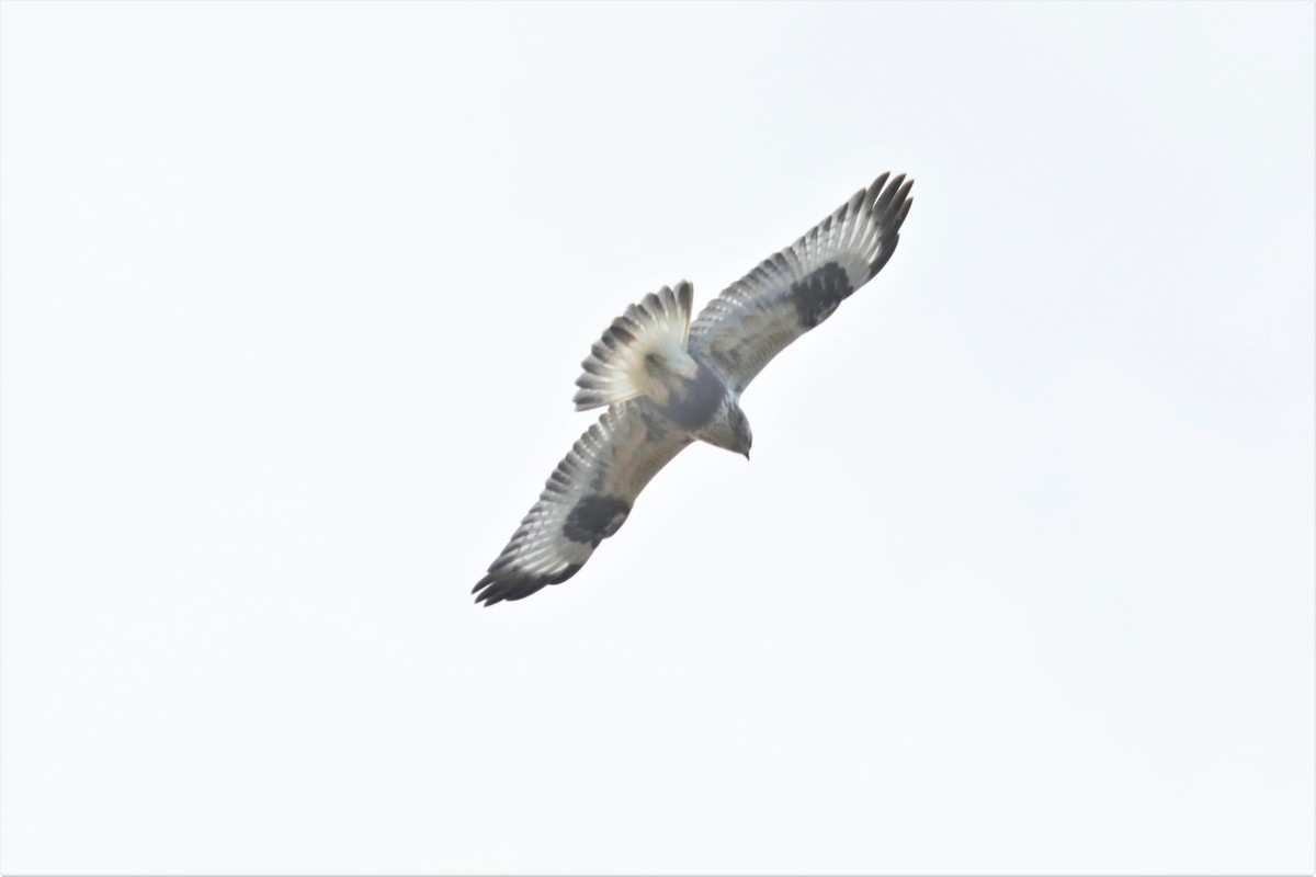 Rough-legged Hawk - Chuck Gates