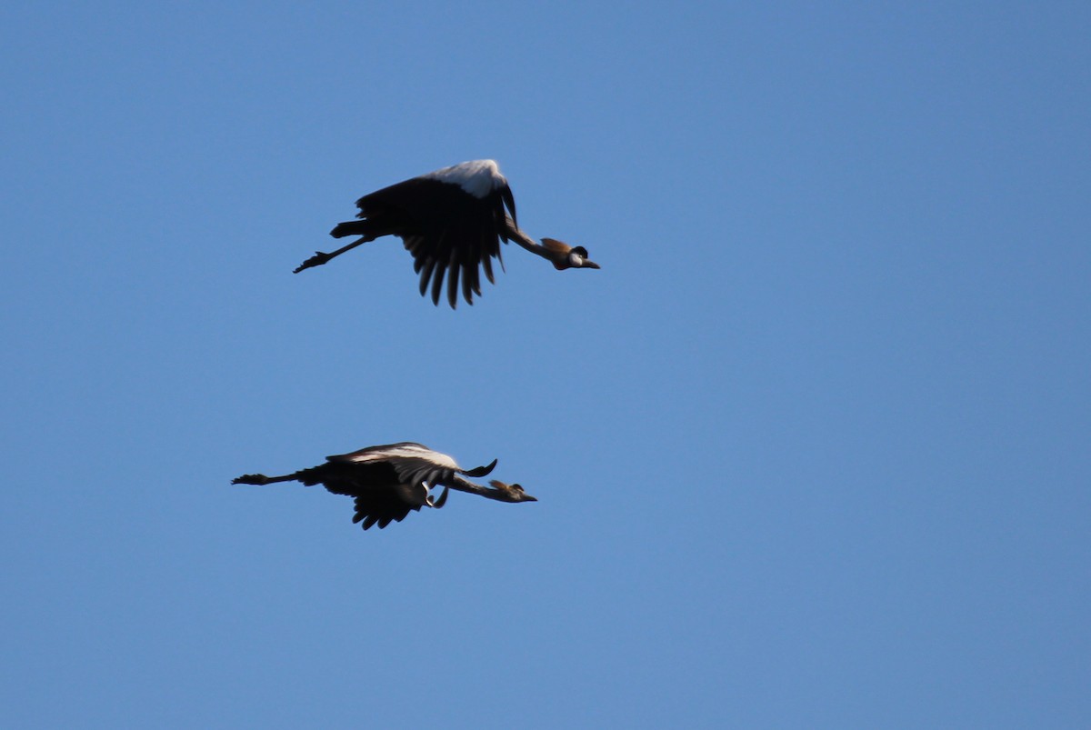 Gray Crowned-Crane - ML432521451