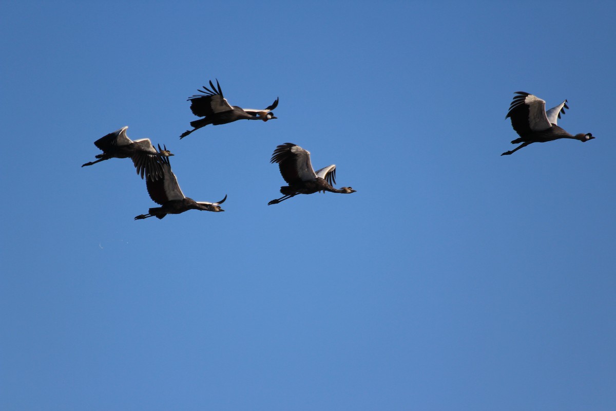 Gray Crowned-Crane - ML432521511