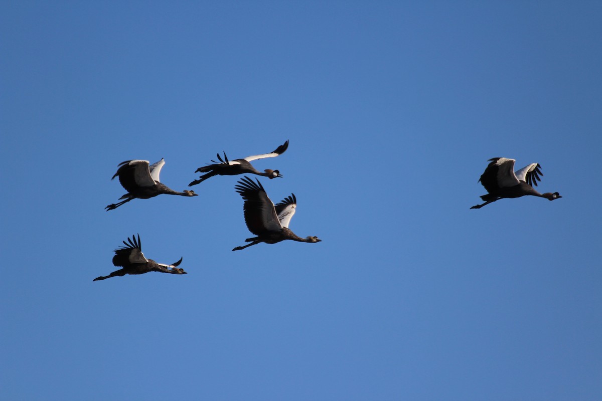 Gray Crowned-Crane - ML432521521