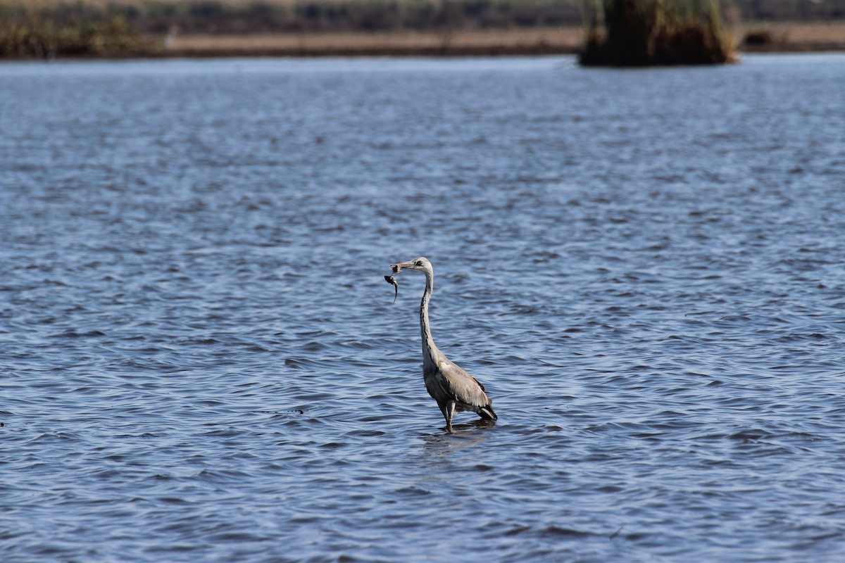 Gray Heron - ML432521981