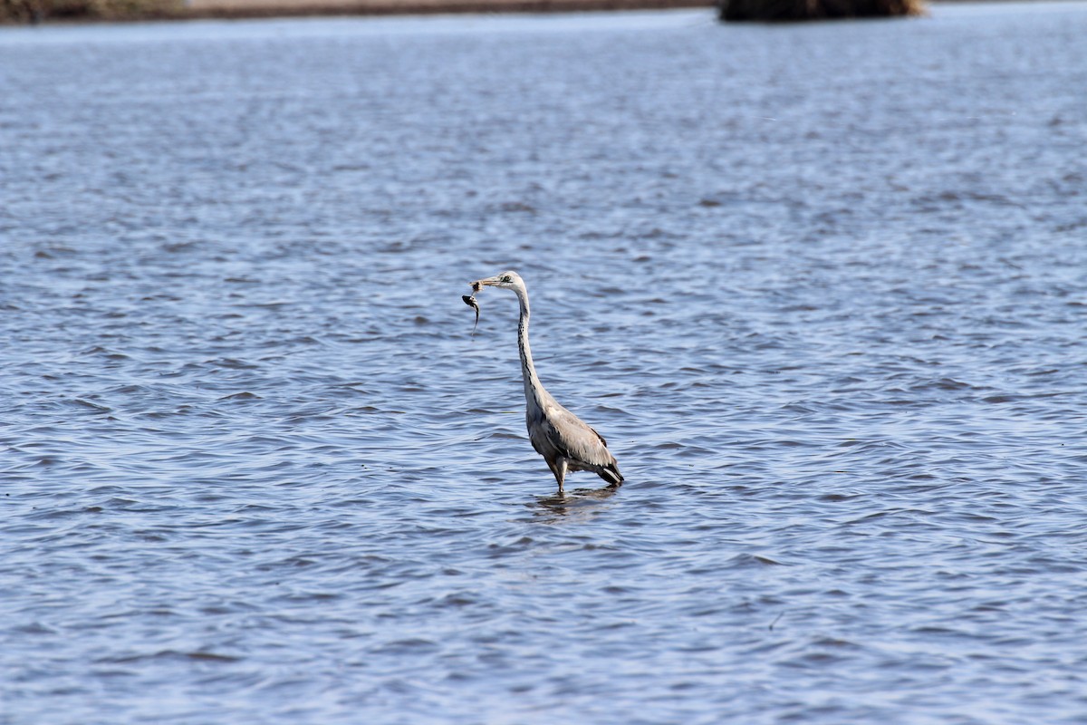 Gray Heron - ML432522001