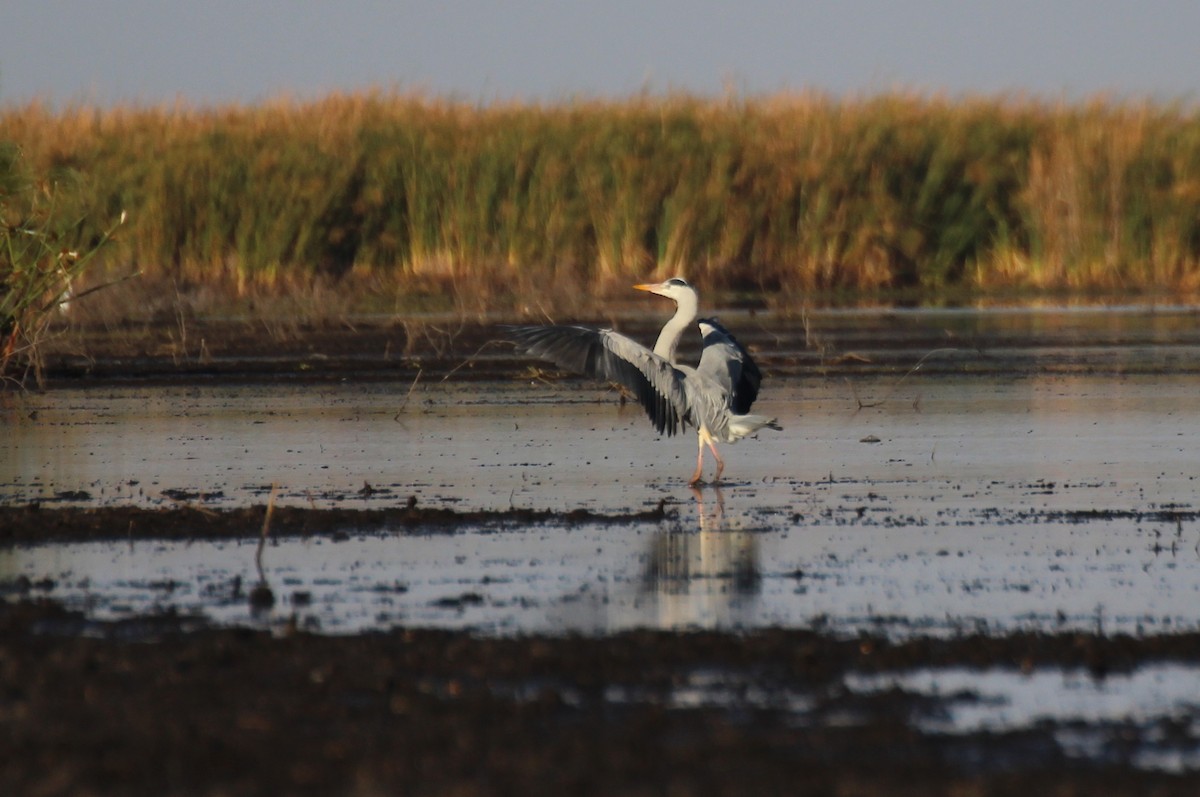 Gray Heron - ML432522371