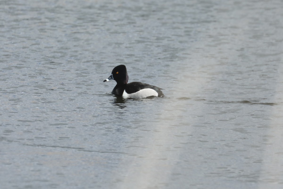 Ring-necked Duck - ML432522621