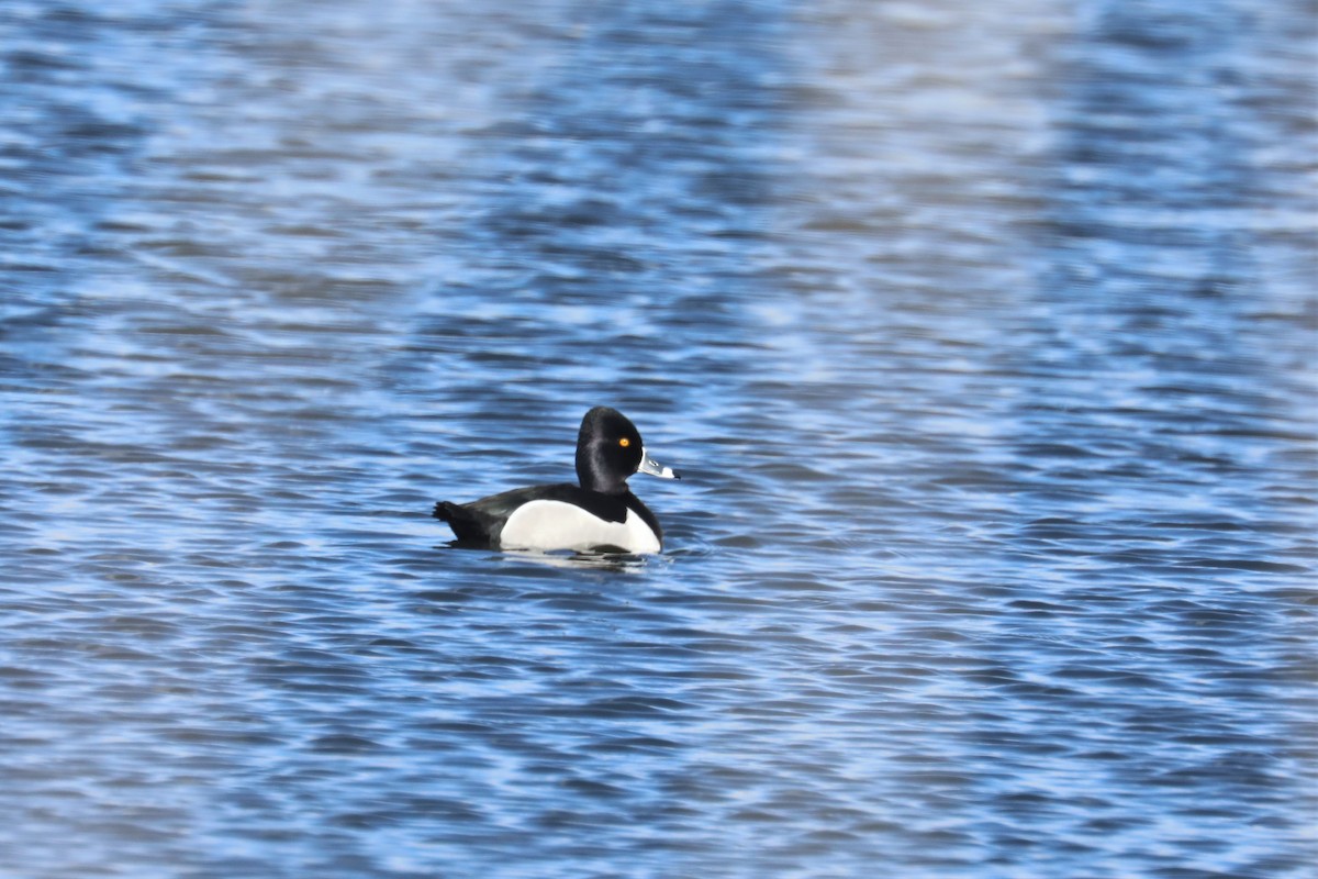 環頸潛鴨 - ML432522761