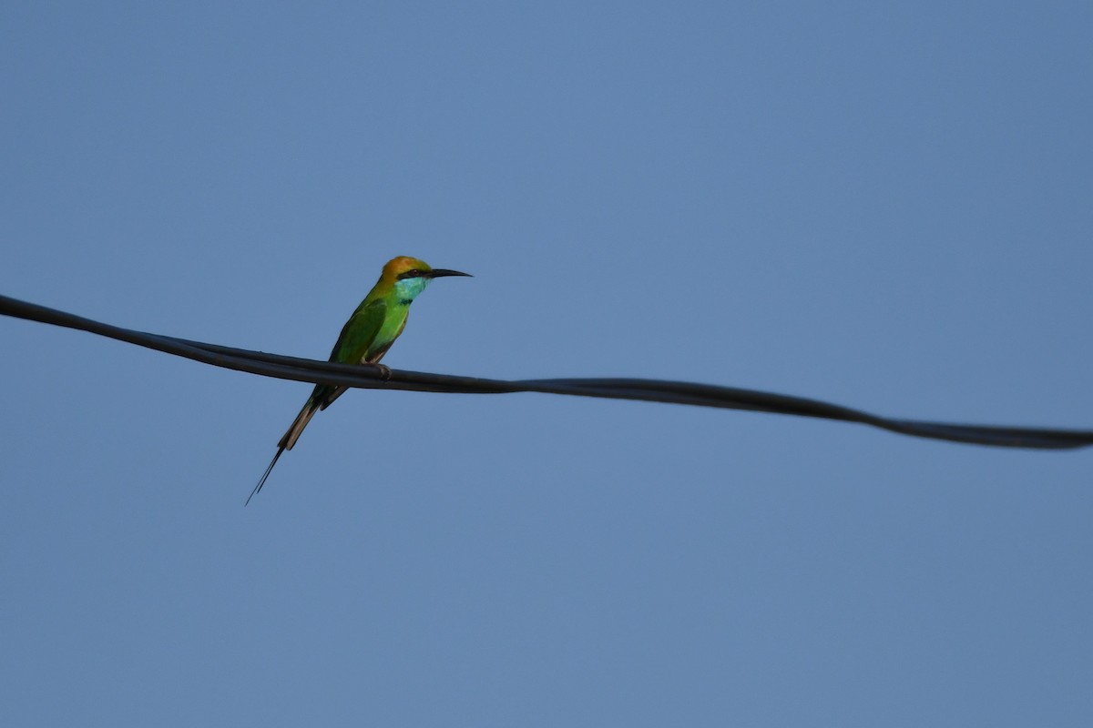 Asian Green Bee-eater - ML432524871