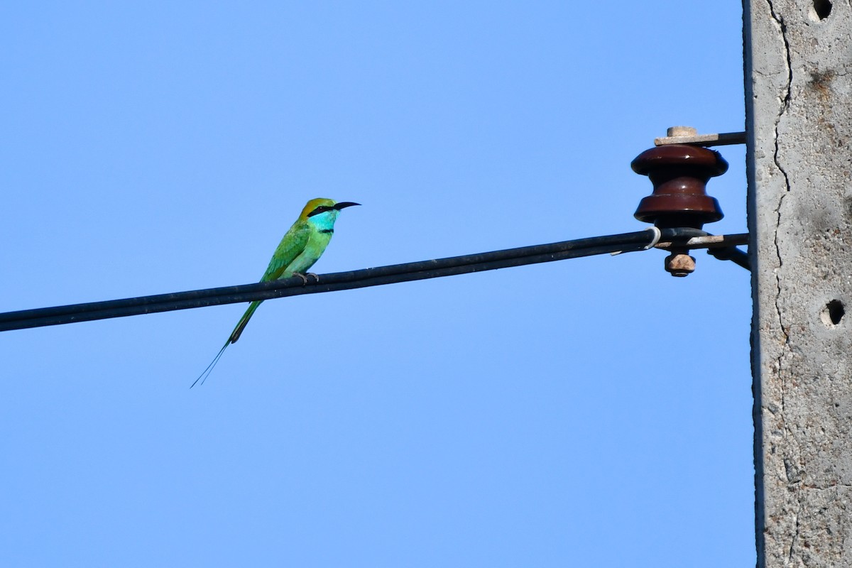 Asian Green Bee-eater - ML432524881