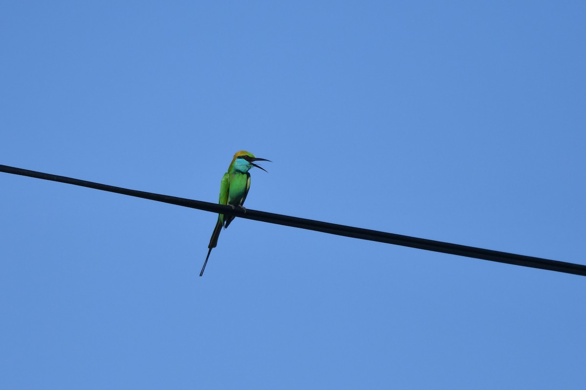 Asian Green Bee-eater - ML432524891