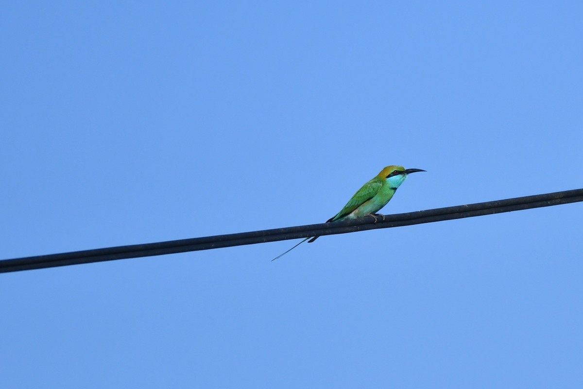 Asian Green Bee-eater - ML432524901