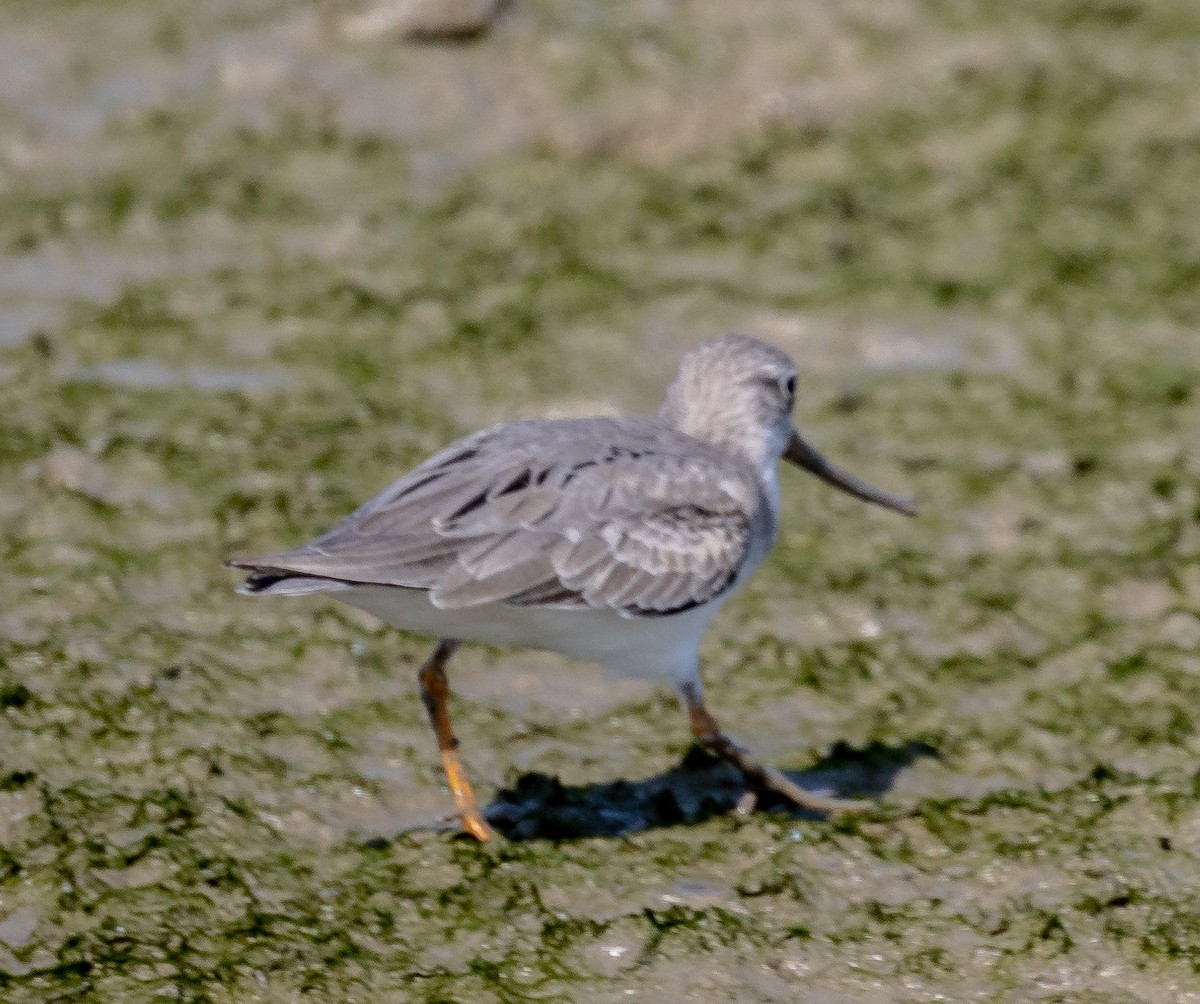 Terek Sandpiper - ML432525021