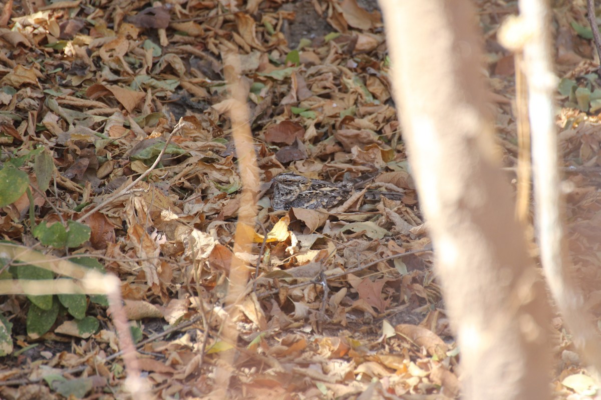 Square-tailed Nightjar - ML432525271