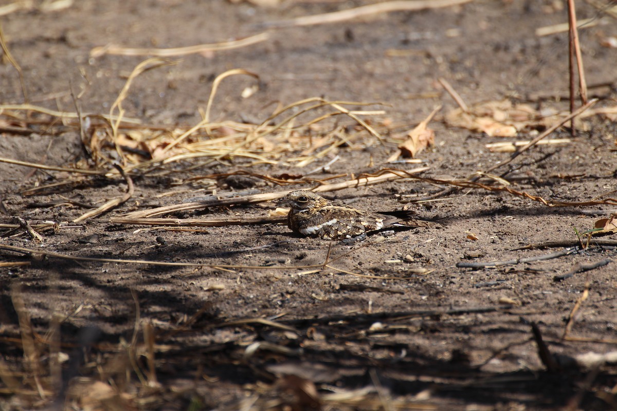 Square-tailed Nightjar - ML432525311