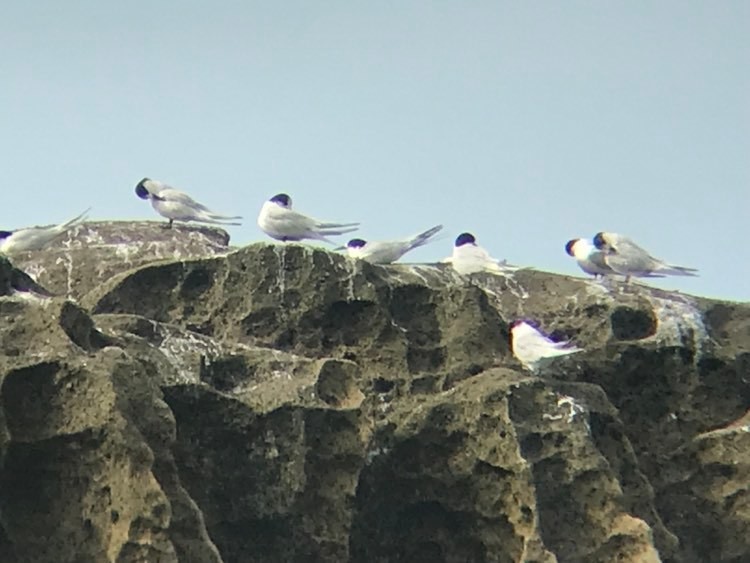 Common Tern - Jesse Golden