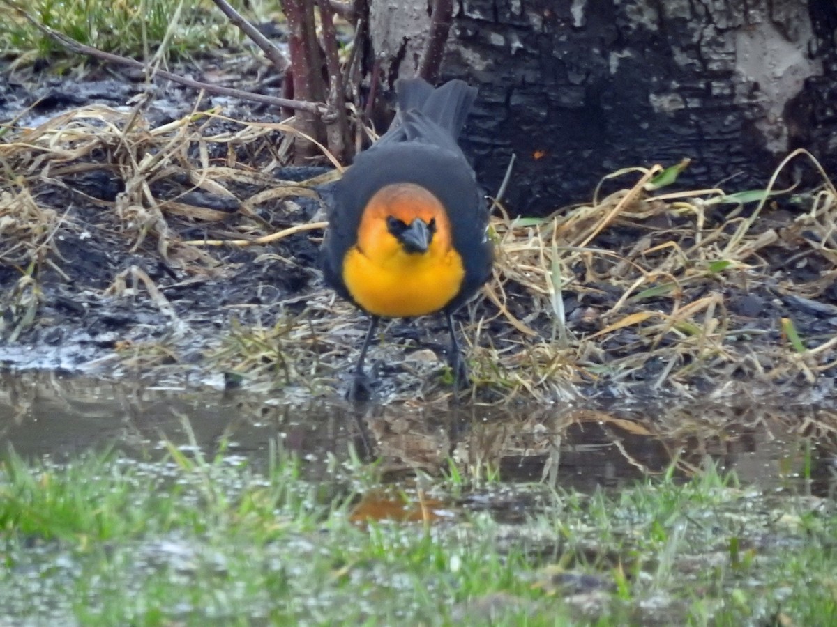 Yellow-headed Blackbird - ML432526511