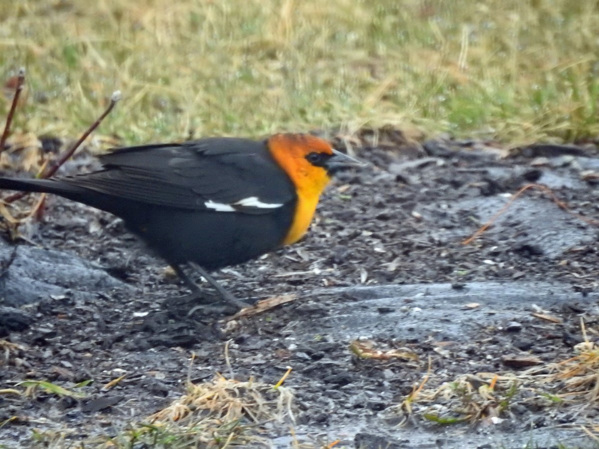 Yellow-headed Blackbird - ML432526571