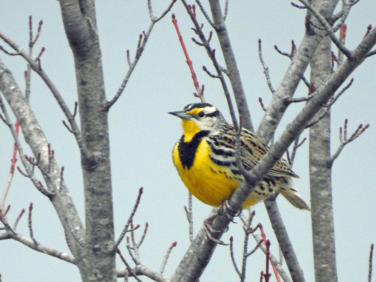 Eastern Meadowlark - ML432526651