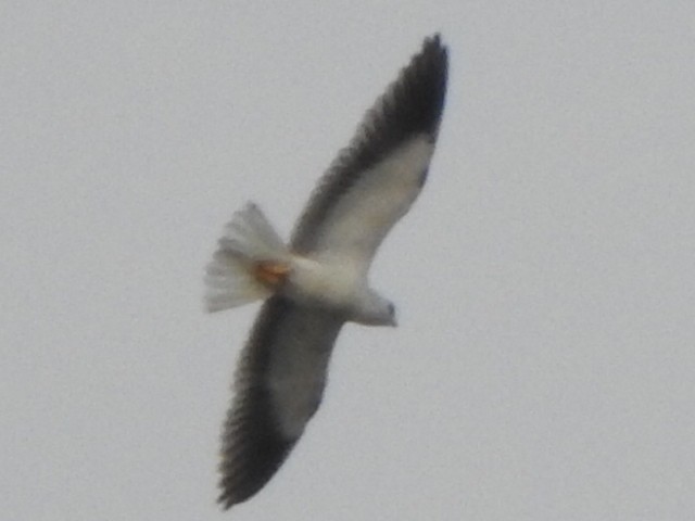 Black-winged Kite - ML432526951