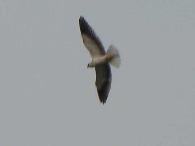 Black-winged Kite - ML432526981