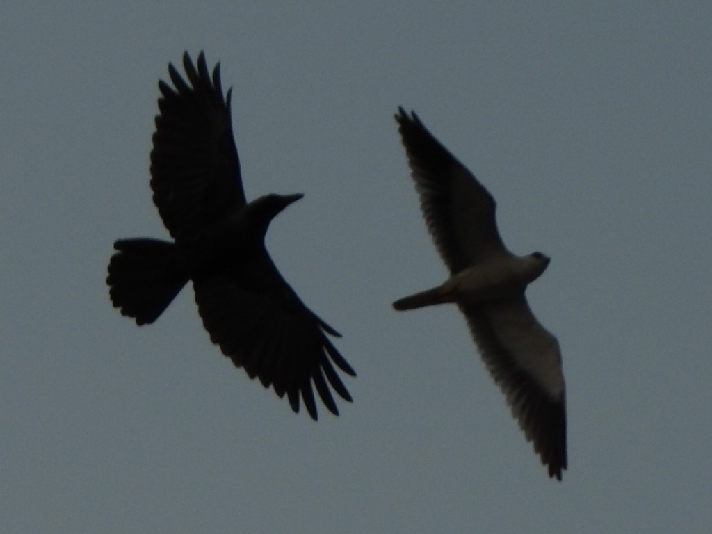 Black-winged Kite - ML432526991