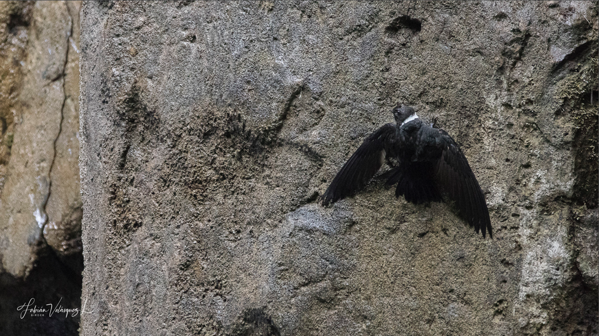 White-collared Swift - Fabian Velasquez Lopez