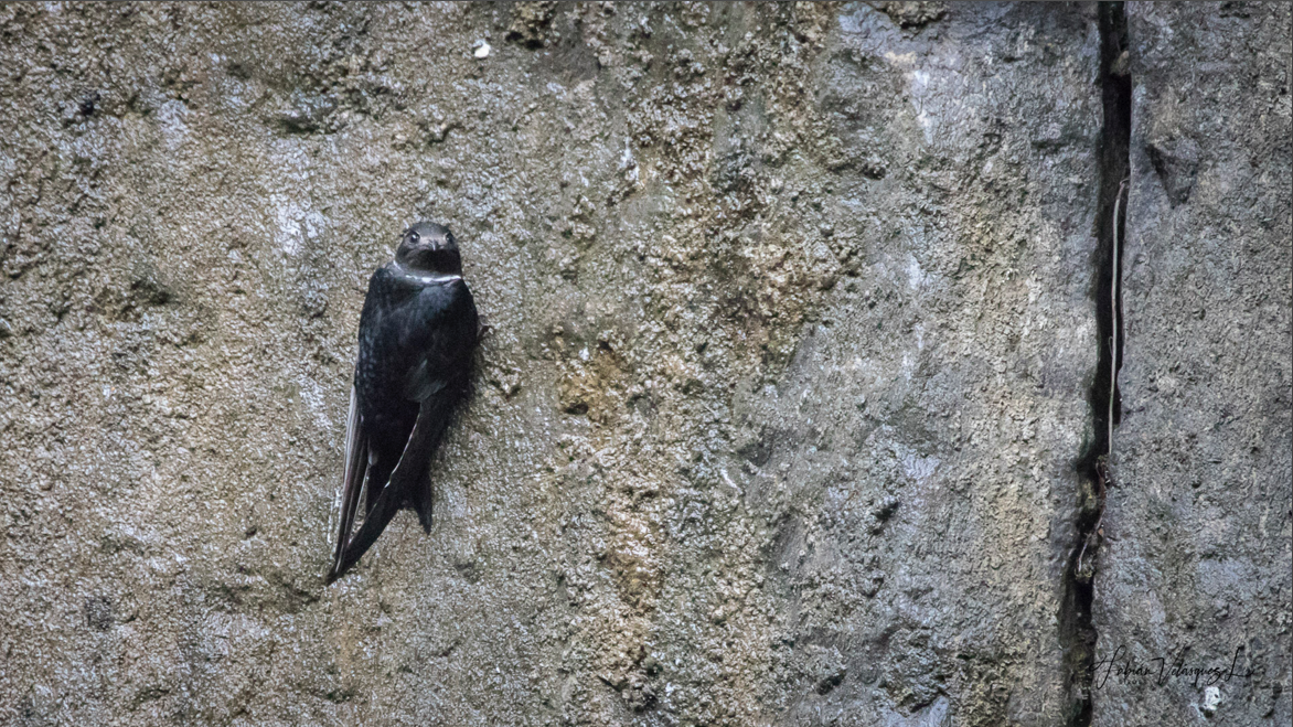 White-collared Swift - Fabian Velasquez Lopez