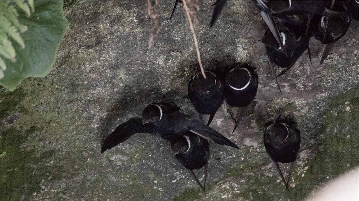 White-collared Swift - ML432527531