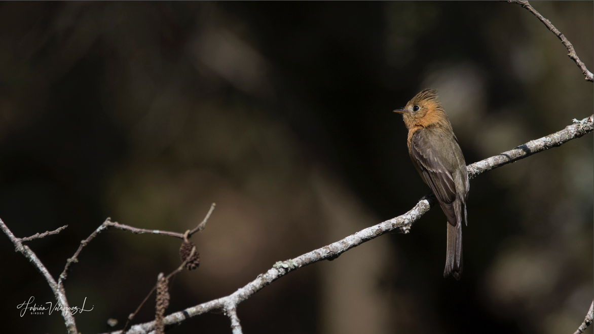 Tufted Flycatcher - Fabian Velasquez Lopez