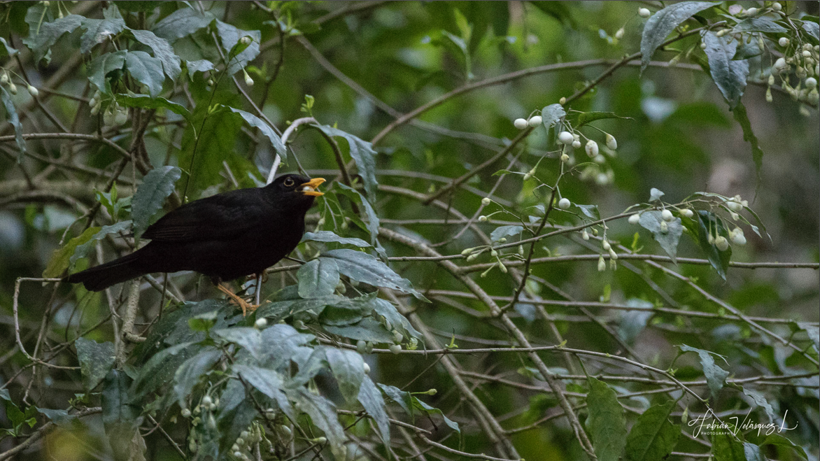 Black Thrush - Fabian Velasquez Lopez