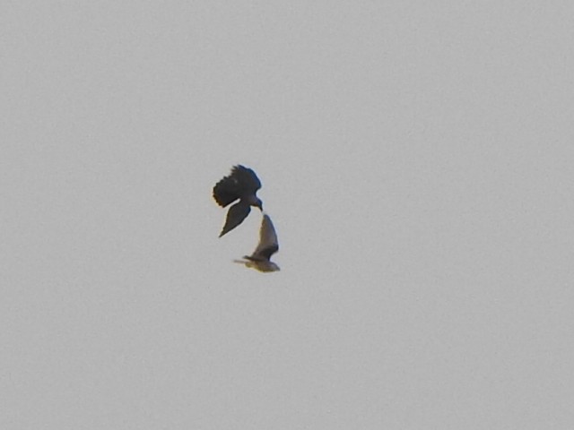 Black-winged Kite - ML432528101