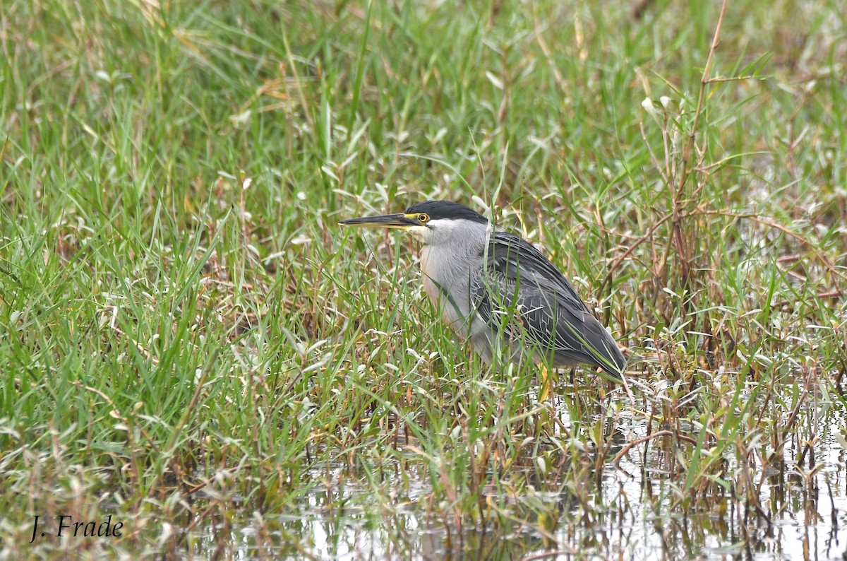 Striated Heron - ML432528281