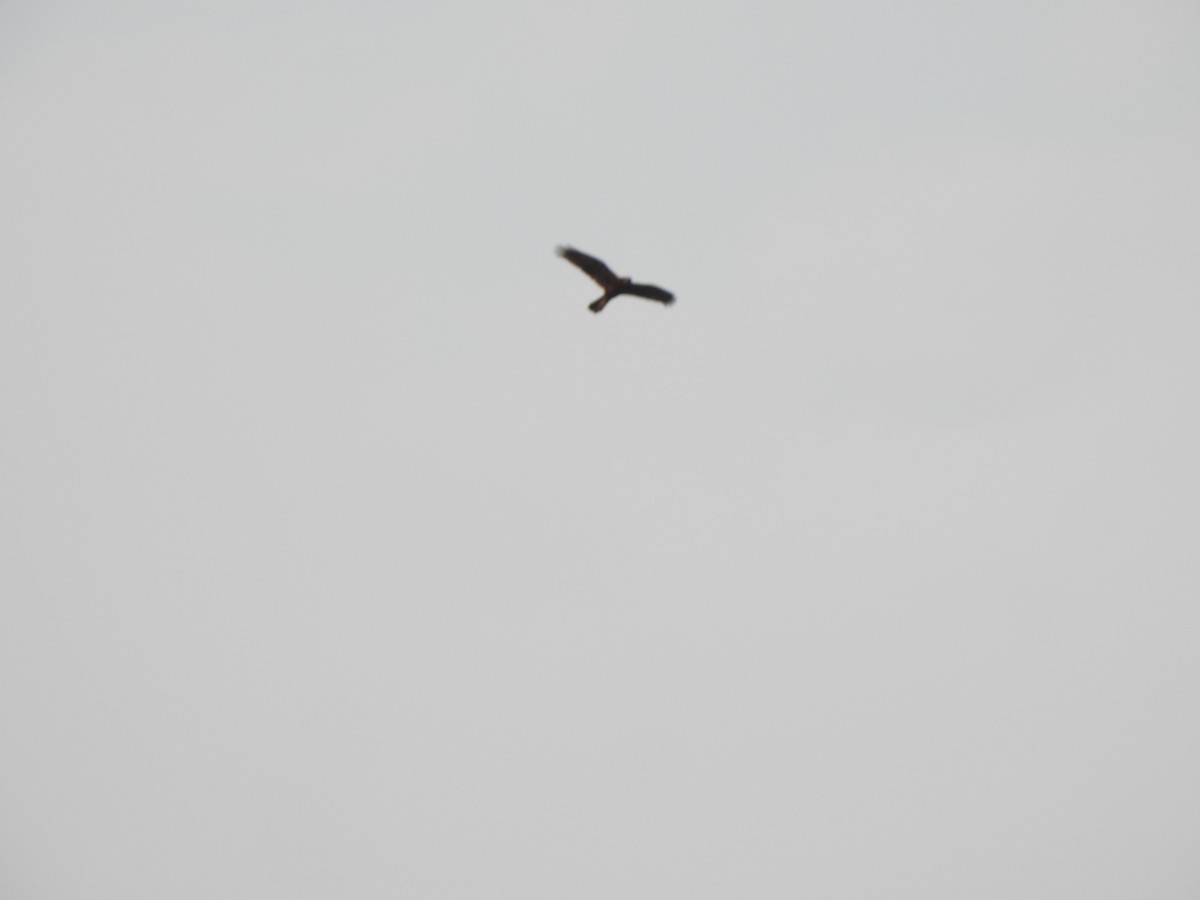 Western Marsh Harrier - ML432528311