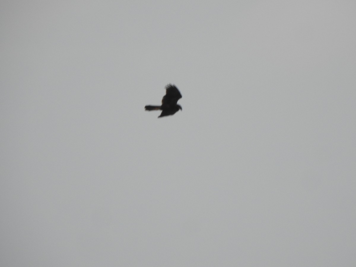 Western Marsh Harrier - ML432528321