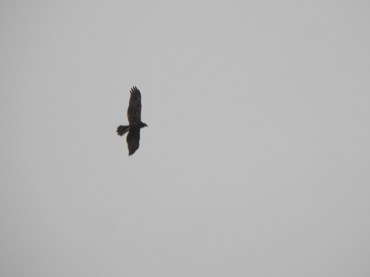 Western Marsh Harrier - ML432528331