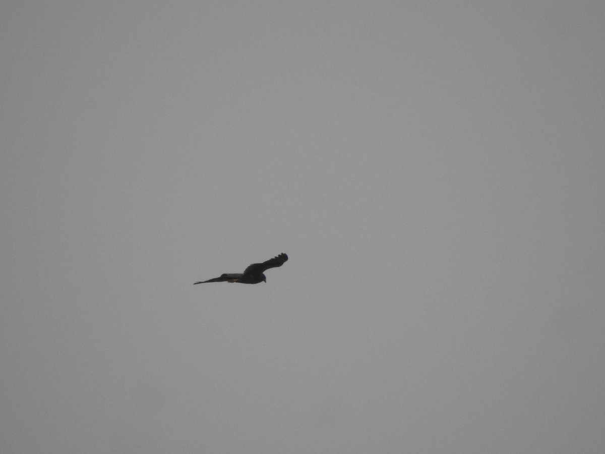 Western Marsh Harrier - ML432528341