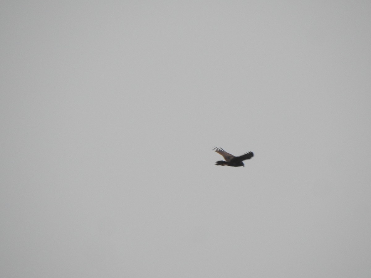 Western Marsh Harrier - ML432528351