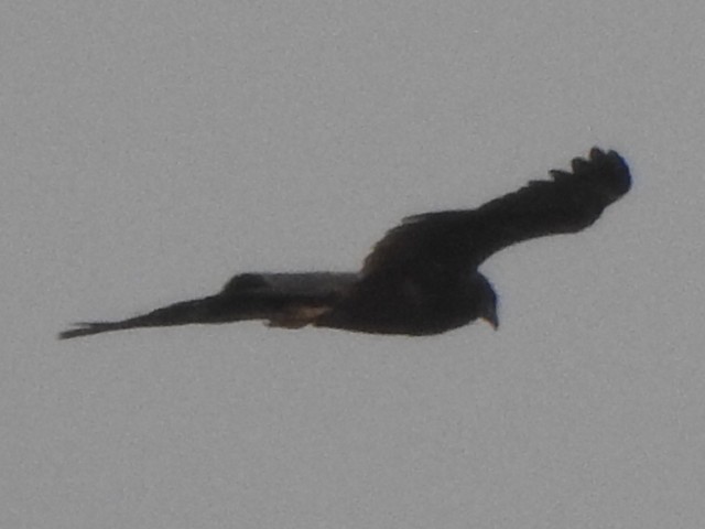 Western Marsh Harrier - ML432528401