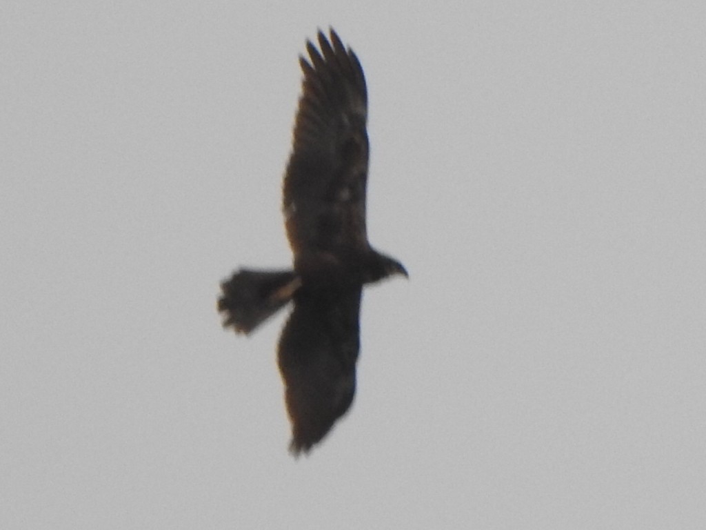 Western Marsh Harrier - ML432528411