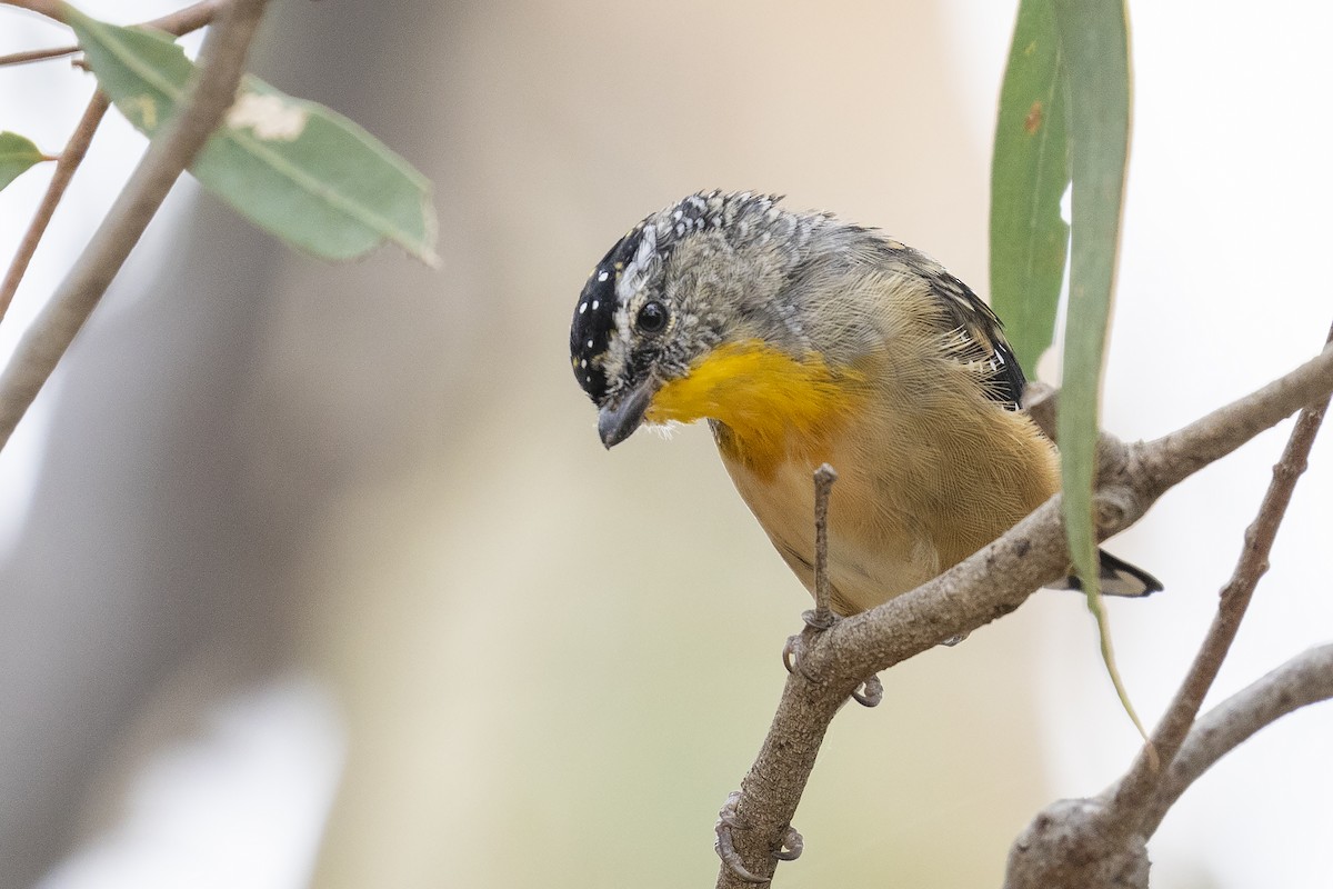 Spotted Pardalote - ML432528611